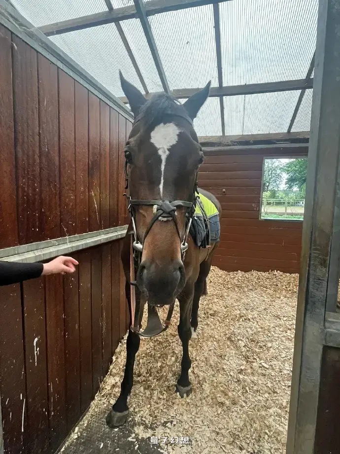 《赛马娘》粉丝购买真赛马